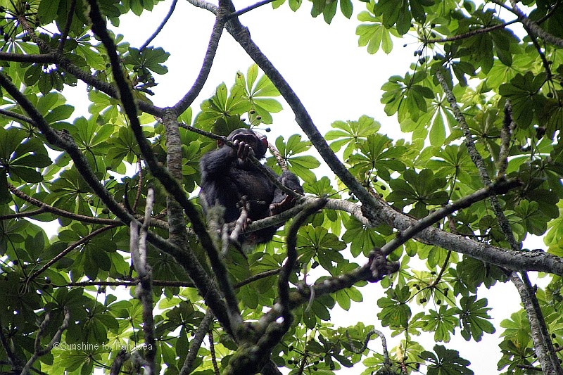 Kalinzu Forest Chimpanzee trekking