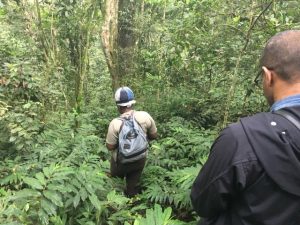 Kalinzu forest chimpanzee tracking