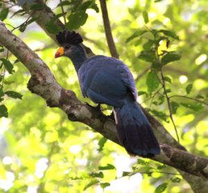 Kalinzi forest birds