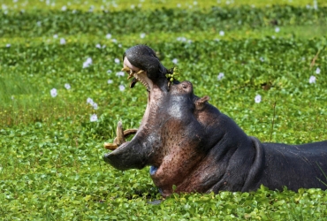 300619-istock-hippo