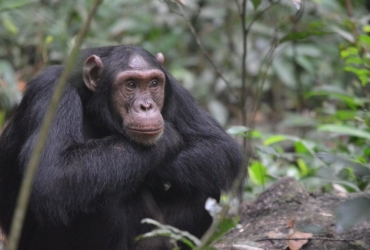 kalinzu forest chimpanzee trekking