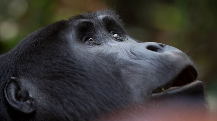 5 days rwanda gorilla and wildlife safari