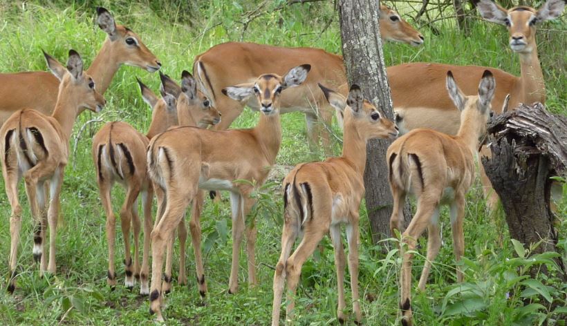 5 days rwanda gorilla and widlife safari