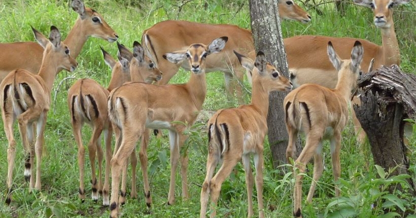 3 Days Rwanda wildlife safari