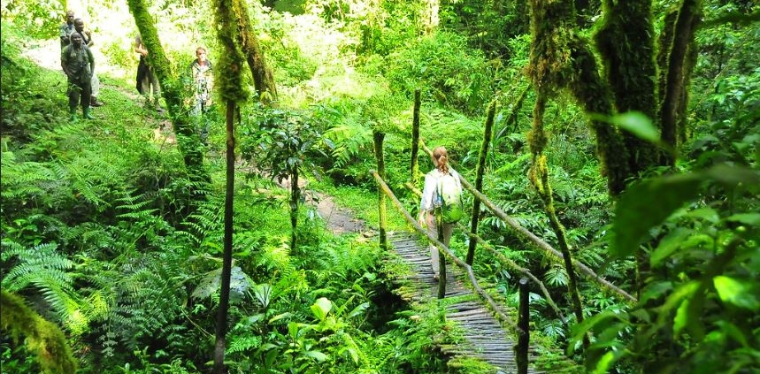 nature walk in bwindi