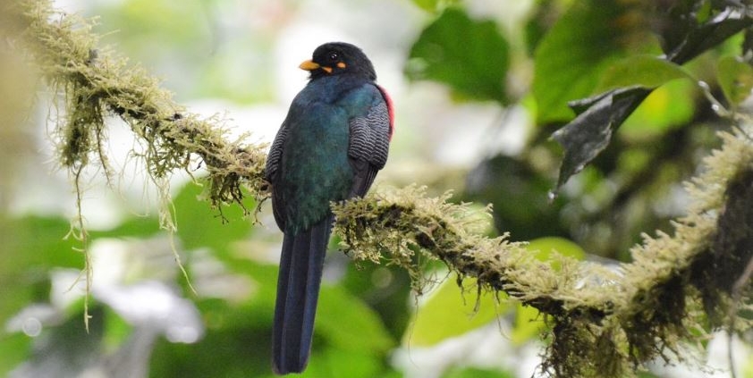 bird watching in bwindi