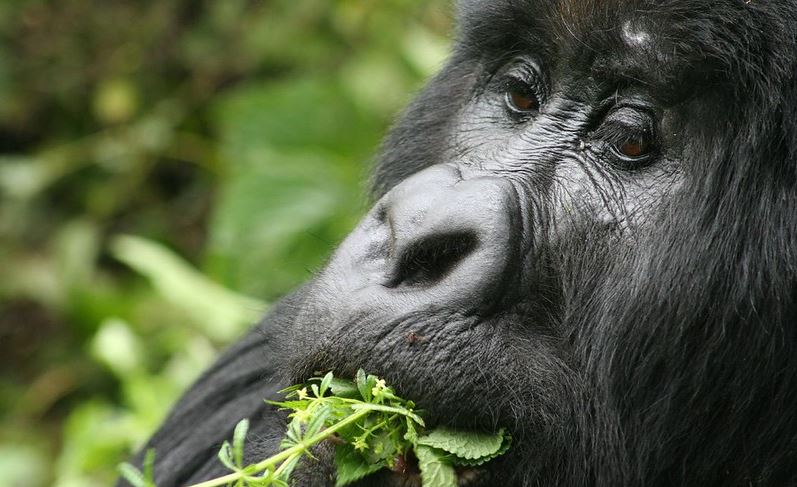 3 Days congo gorilla trekking safari