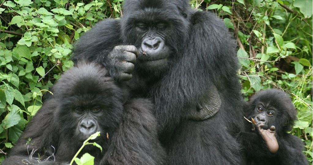 2 Days Congo gorilla trekking safari