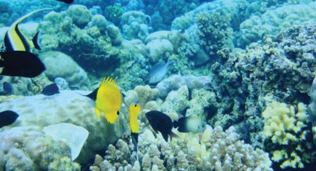 Malindi Marine National park