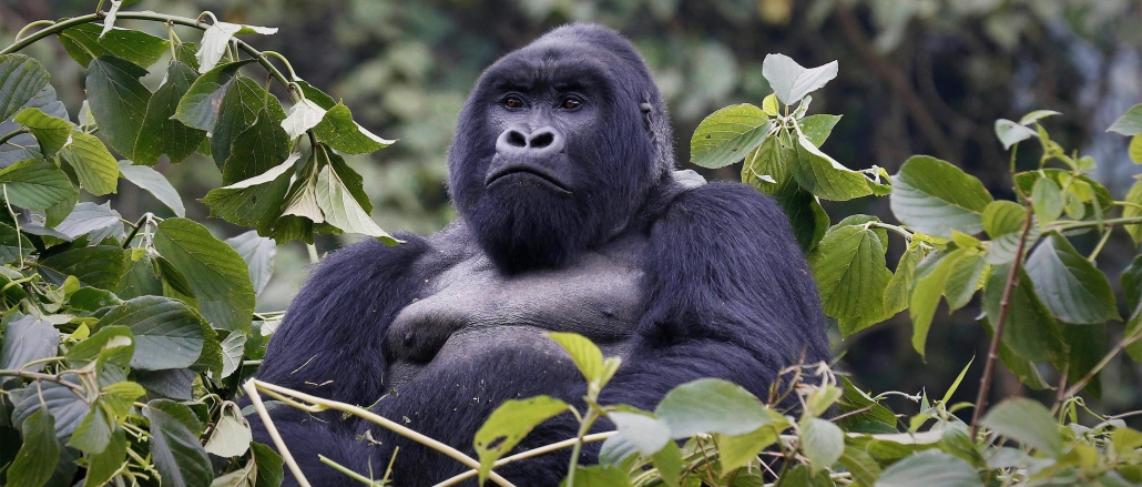 3 Days Uganda gorilla trekking safari