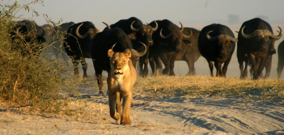 Chobe national park - Botswana national parks, chobe park