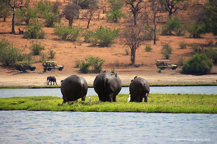 Chobe national park - Botswana national parks, chobe park